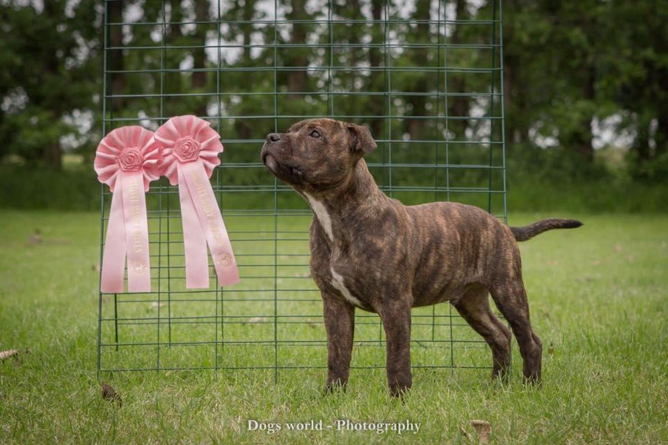 Staffordshire bull terrier Kissing Angels The Living Daylight - aka Kayzer - 11-6-2017 billede 24