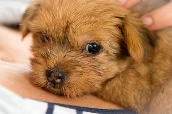 Blanding af racer Daisy billede 1