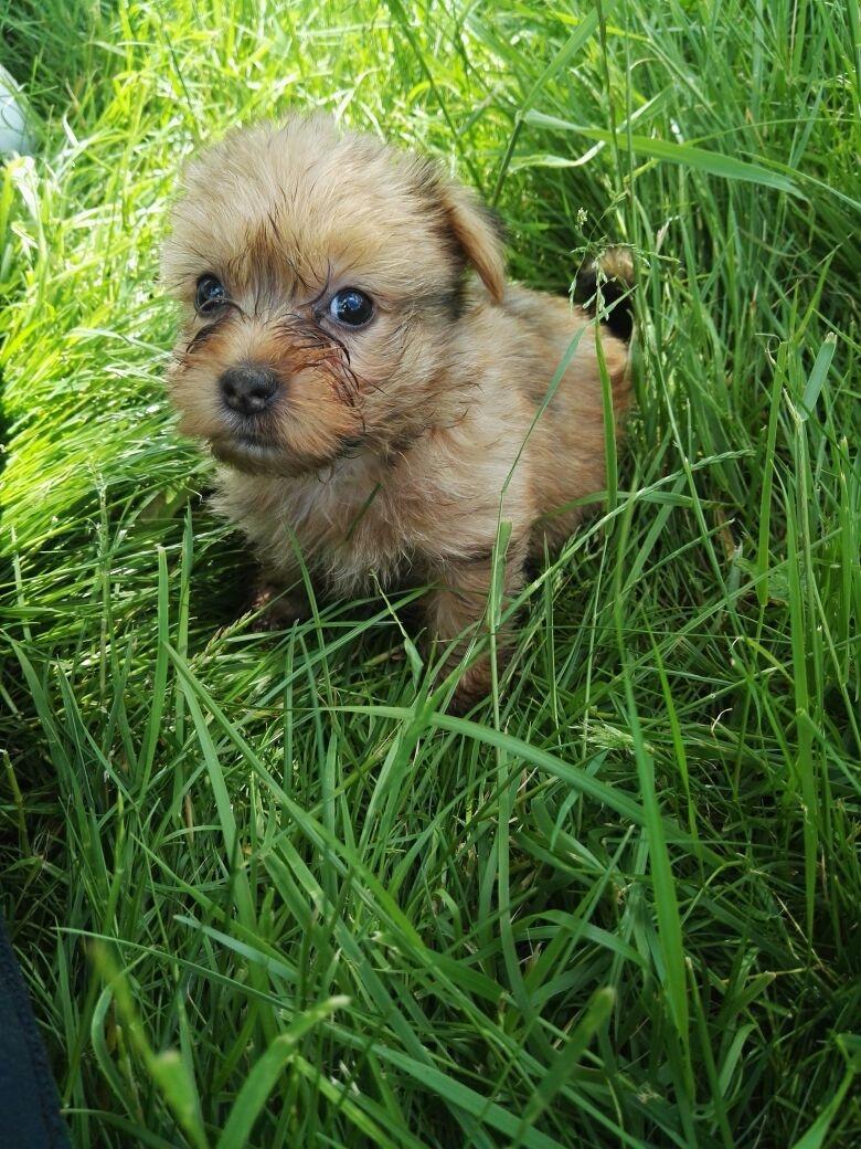 Blanding af racer Daisy billede 2