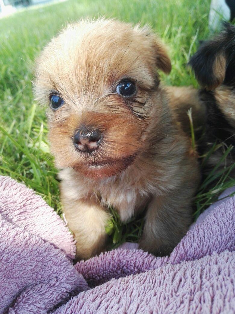 Blanding af racer Daisy billede 3