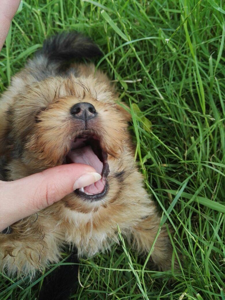 Blanding af racer Daisy billede 4