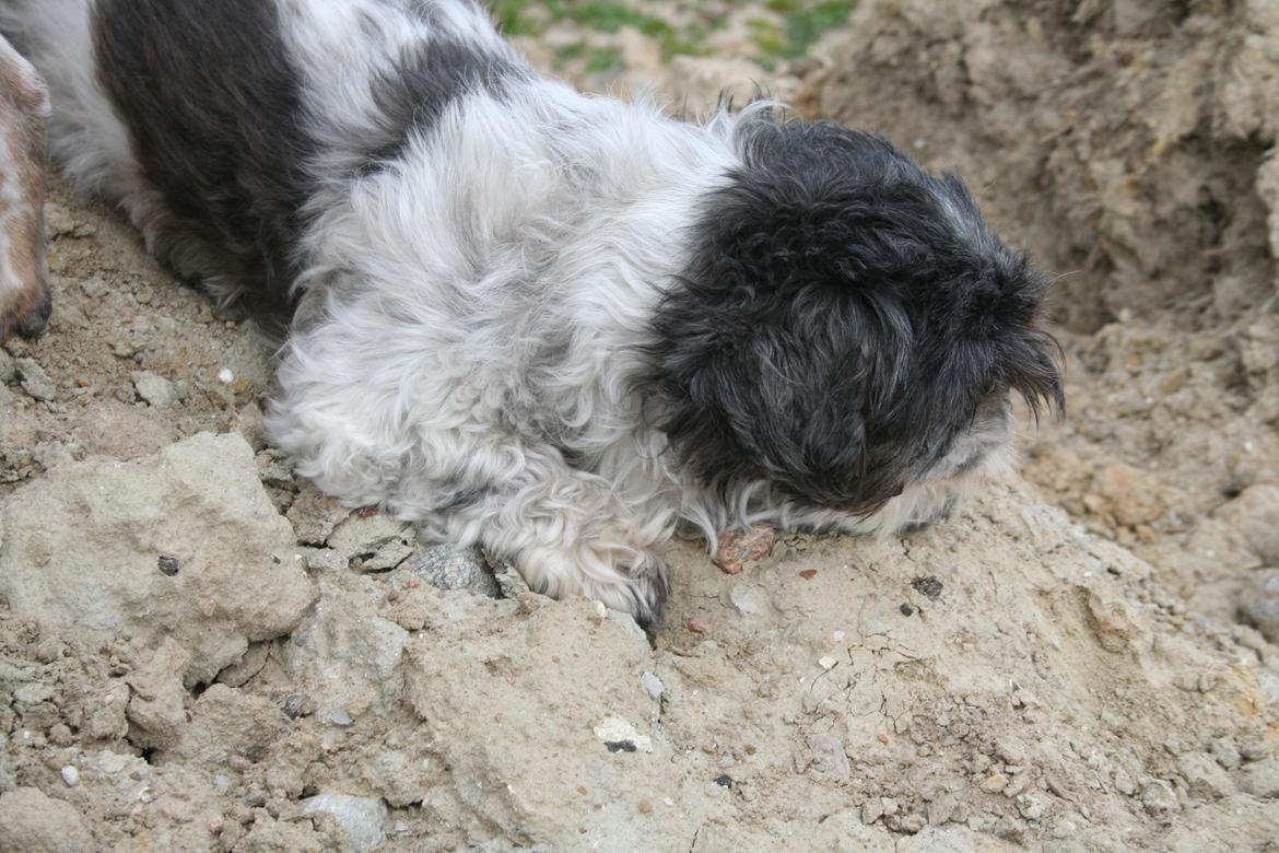 Shih tzu Trille billede 15