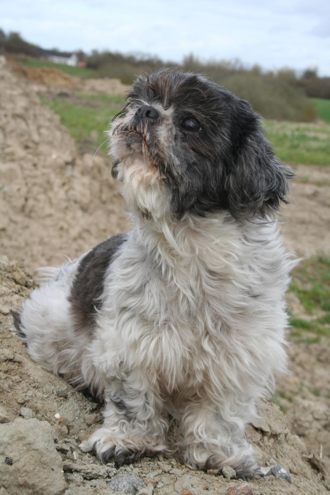 Shih tzu Trille billede 5