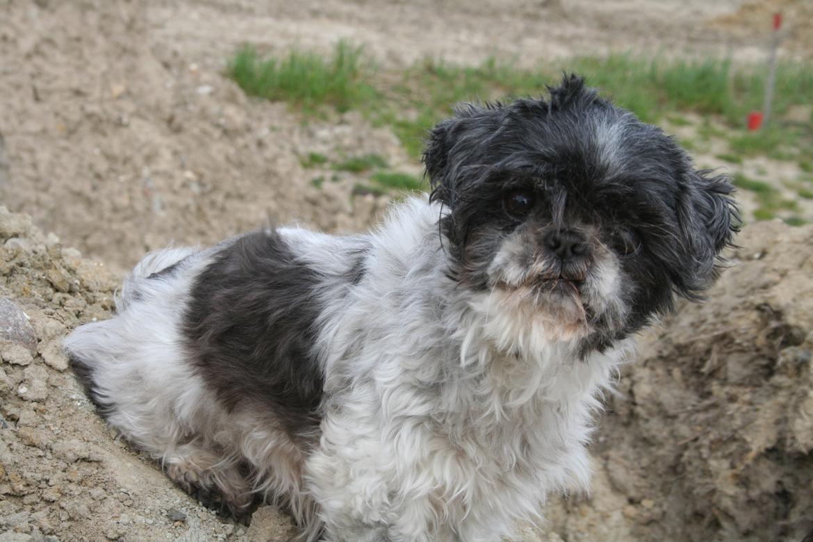 Shih tzu Trille billede 7