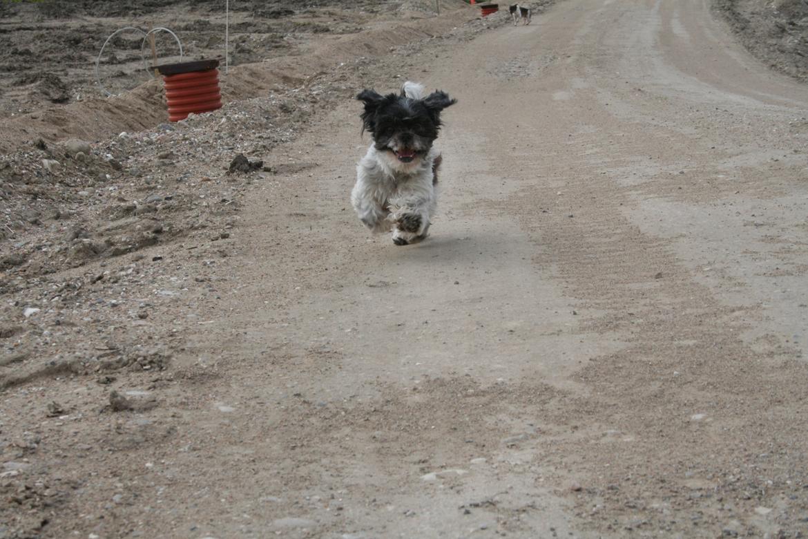 Shih tzu Trille billede 2