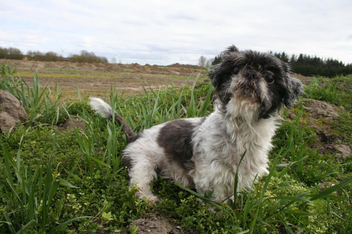 Shih tzu Trille billede 6