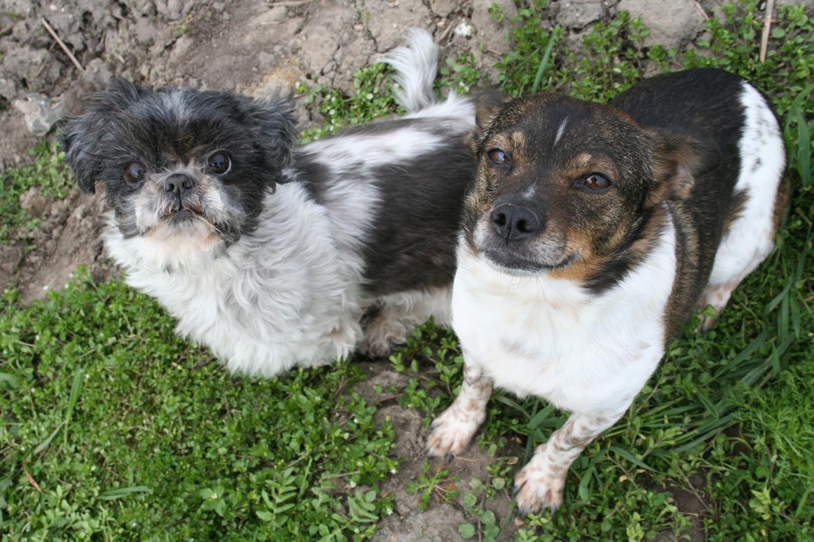 Shih tzu Trille billede 4