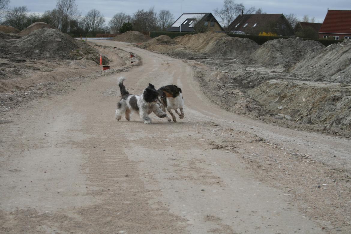 Shih tzu Trille billede 12