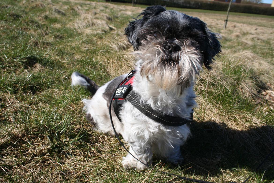 Shih tzu Trille billede 9