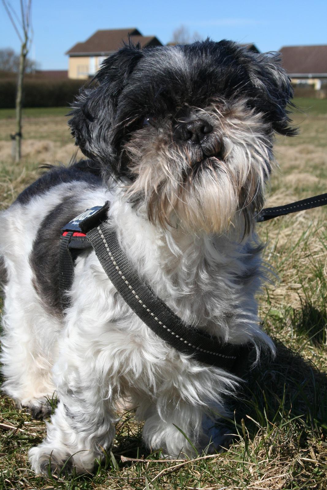 Shih tzu Trille billede 1