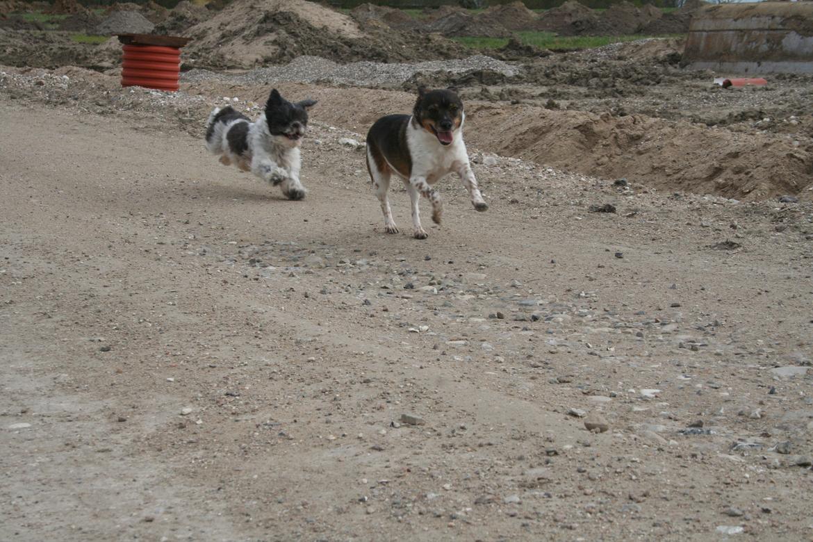 Shih tzu Trille billede 11