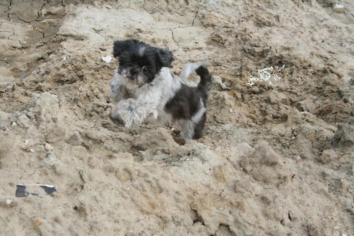 Shih tzu Trille billede 3