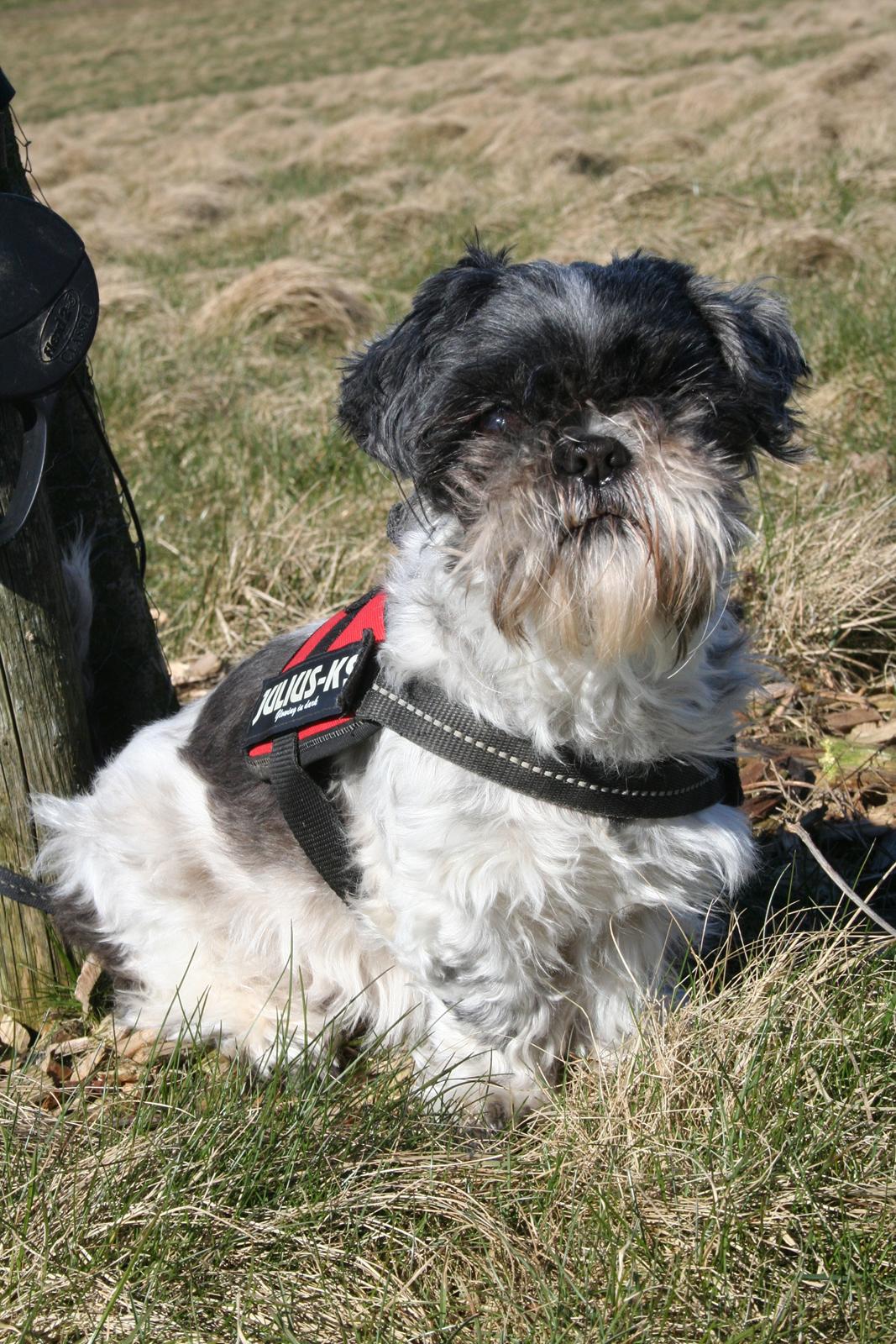 Shih tzu Trille billede 10