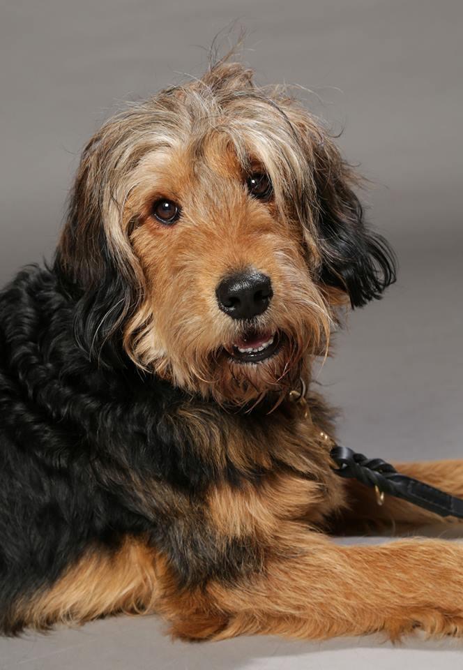 Blanding af racer Rex billede 1