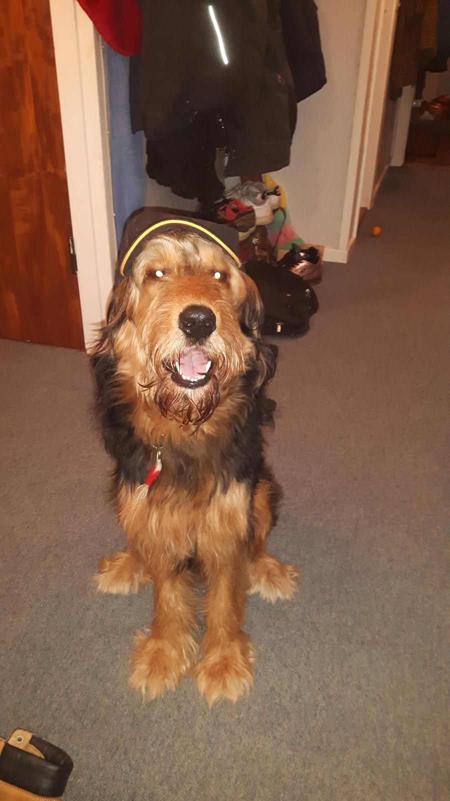 Blanding af racer Rex billede 18