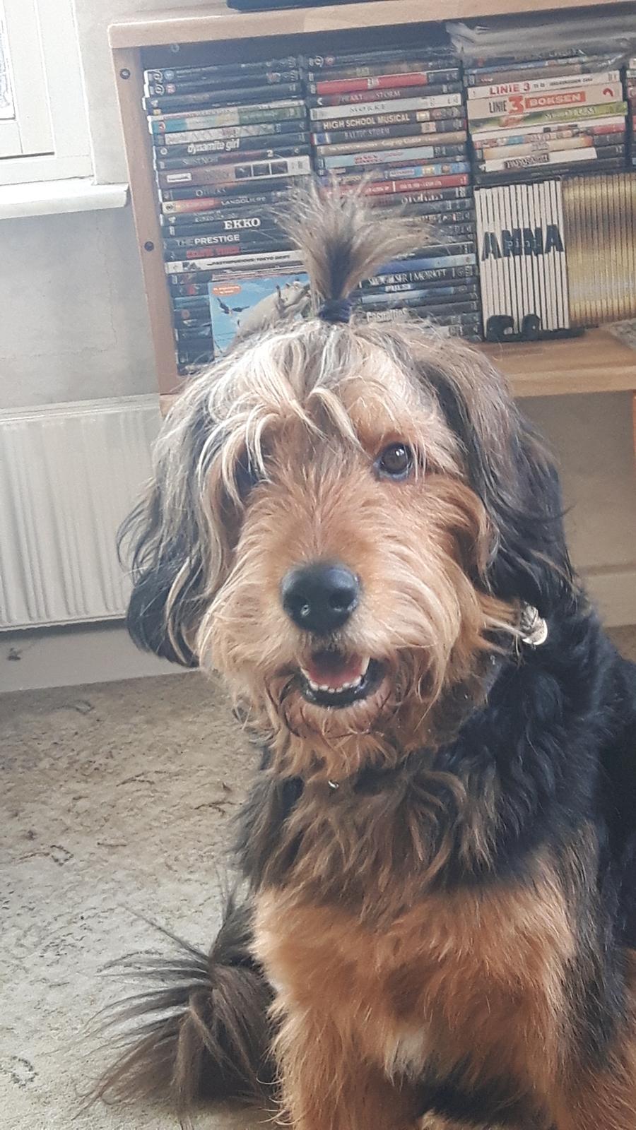 Blanding af racer Rex billede 19