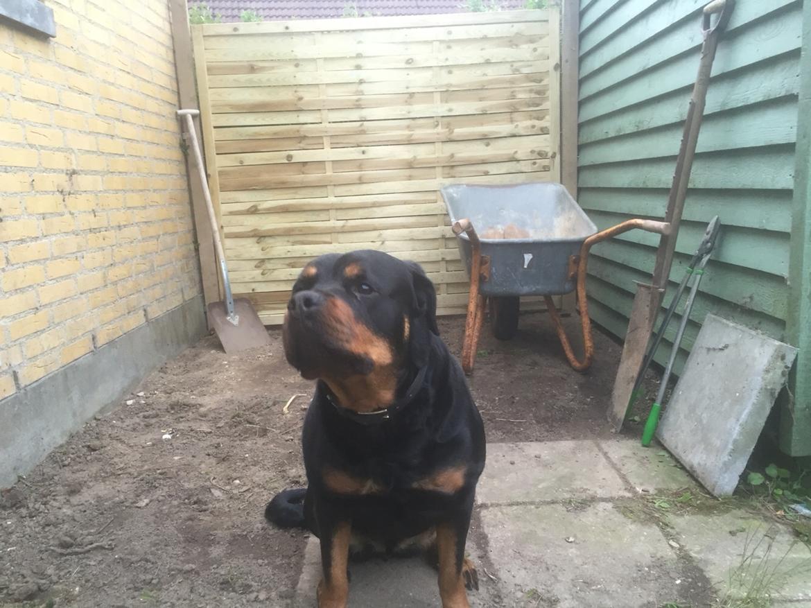 Rottweiler Molly billede 6