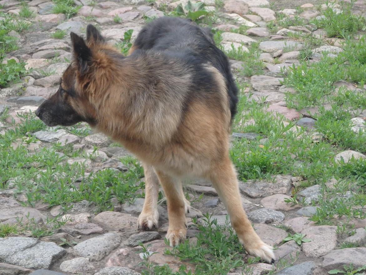 Schæferhund Buffy billede 25