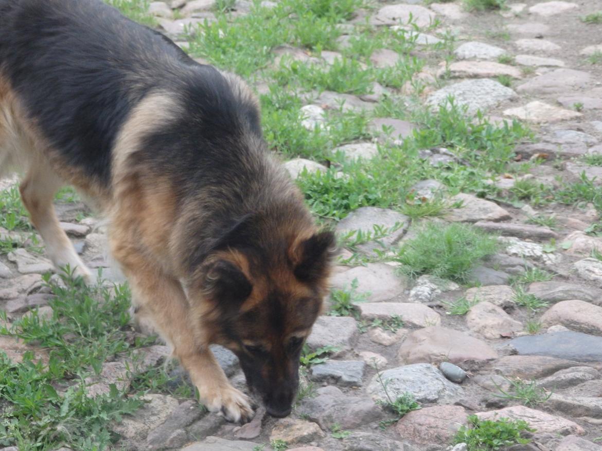 Schæferhund Buffy billede 26