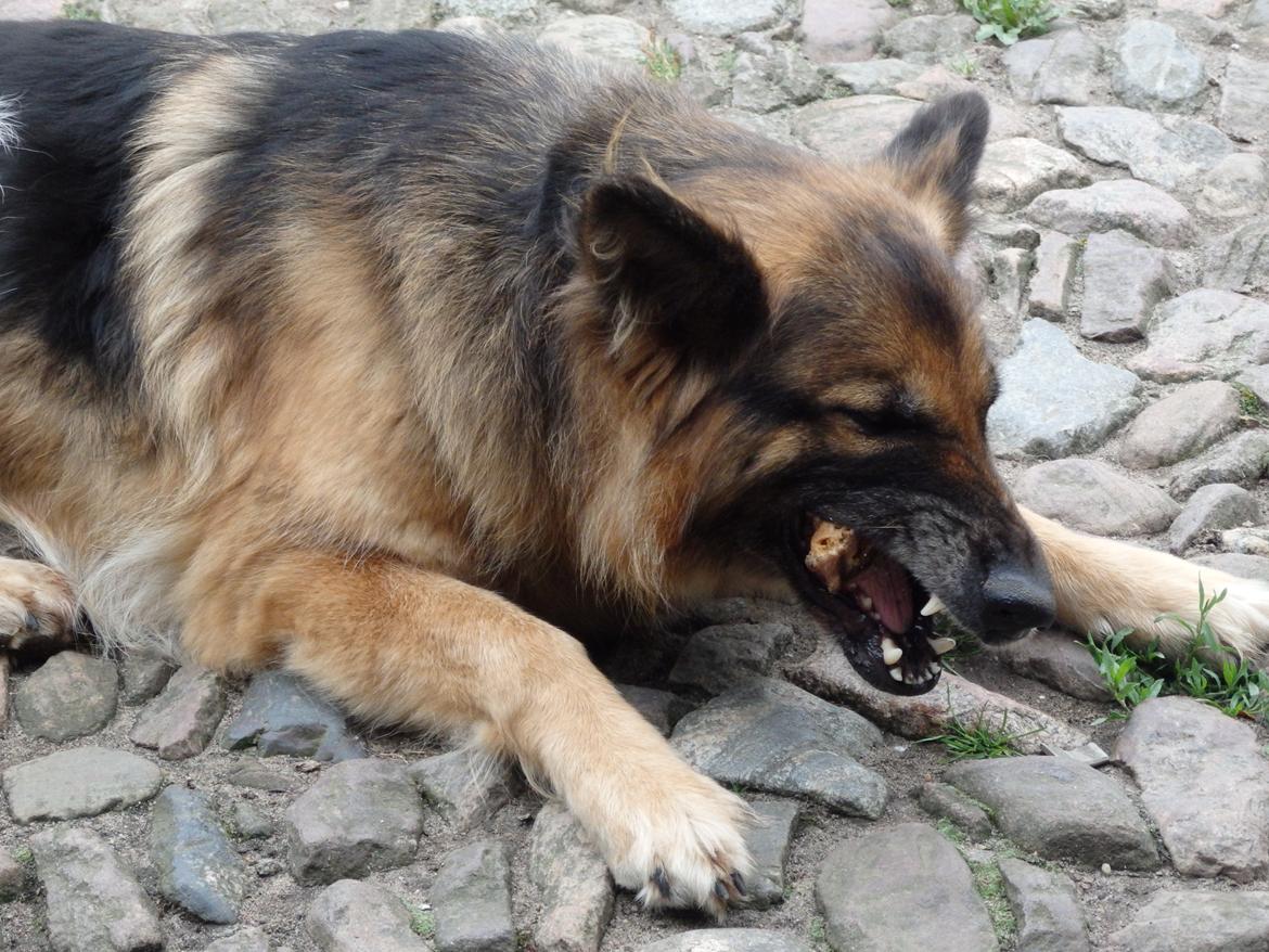 Schæferhund Buffy billede 28