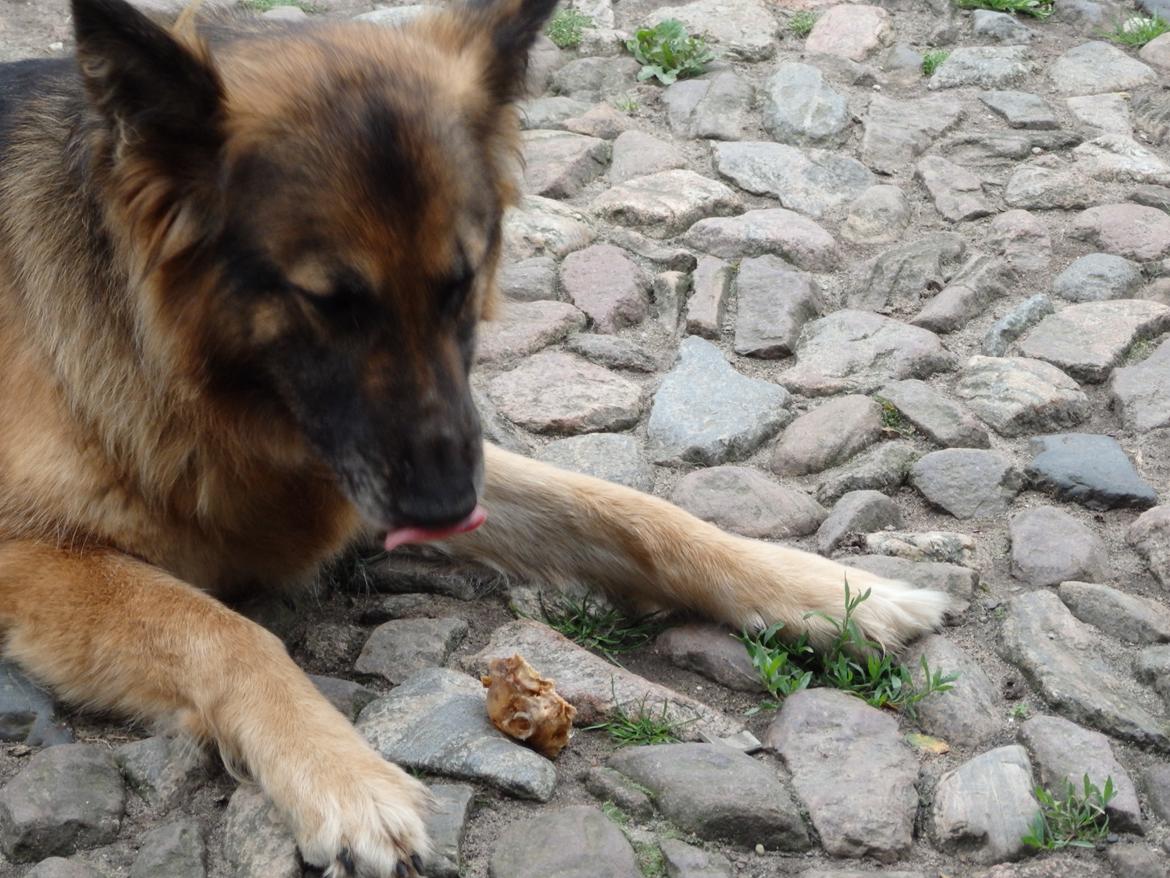 Schæferhund Buffy billede 27