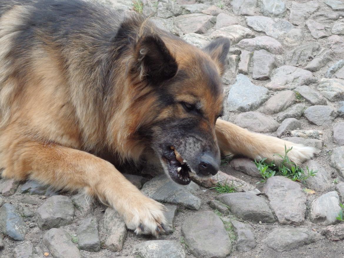 Schæferhund Buffy billede 29