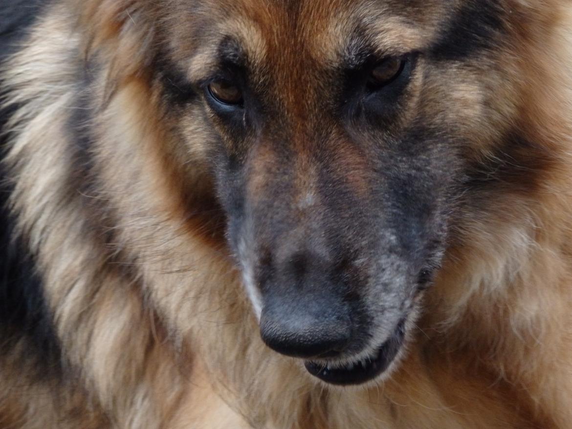 Schæferhund Buffy billede 30