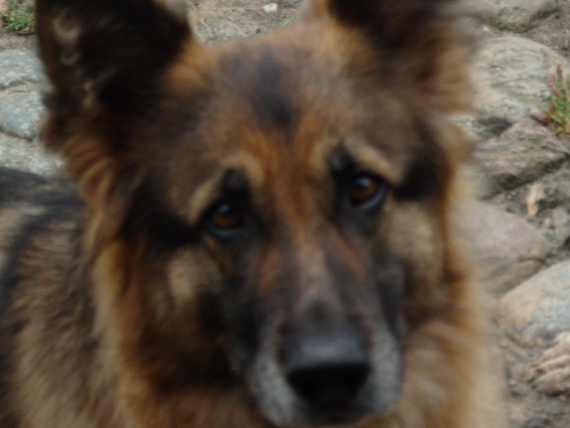 Schæferhund Buffy billede 31