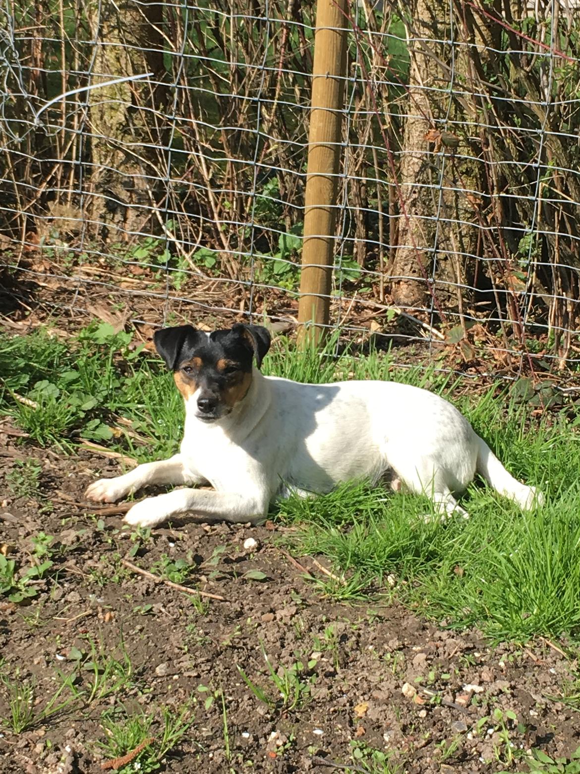 Dansk svensk gaardhund Tulle - Elsker alle solskinsdage billede 3