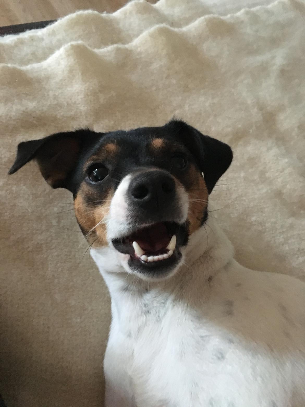 Dansk svensk gaardhund Tulle - Halløj - Hér er jeg! billede 1