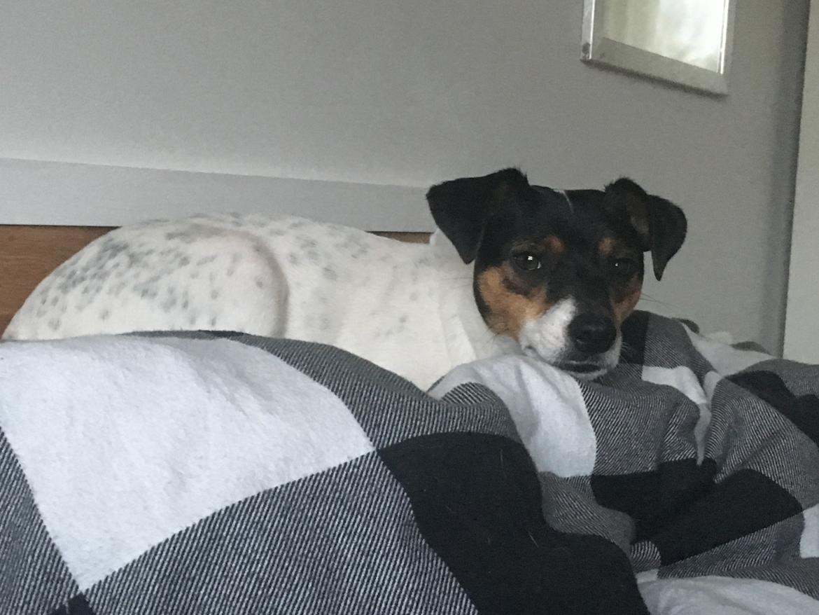 Dansk svensk gaardhund Tulle - Min hovedpude er åbenbart en deler billede 5