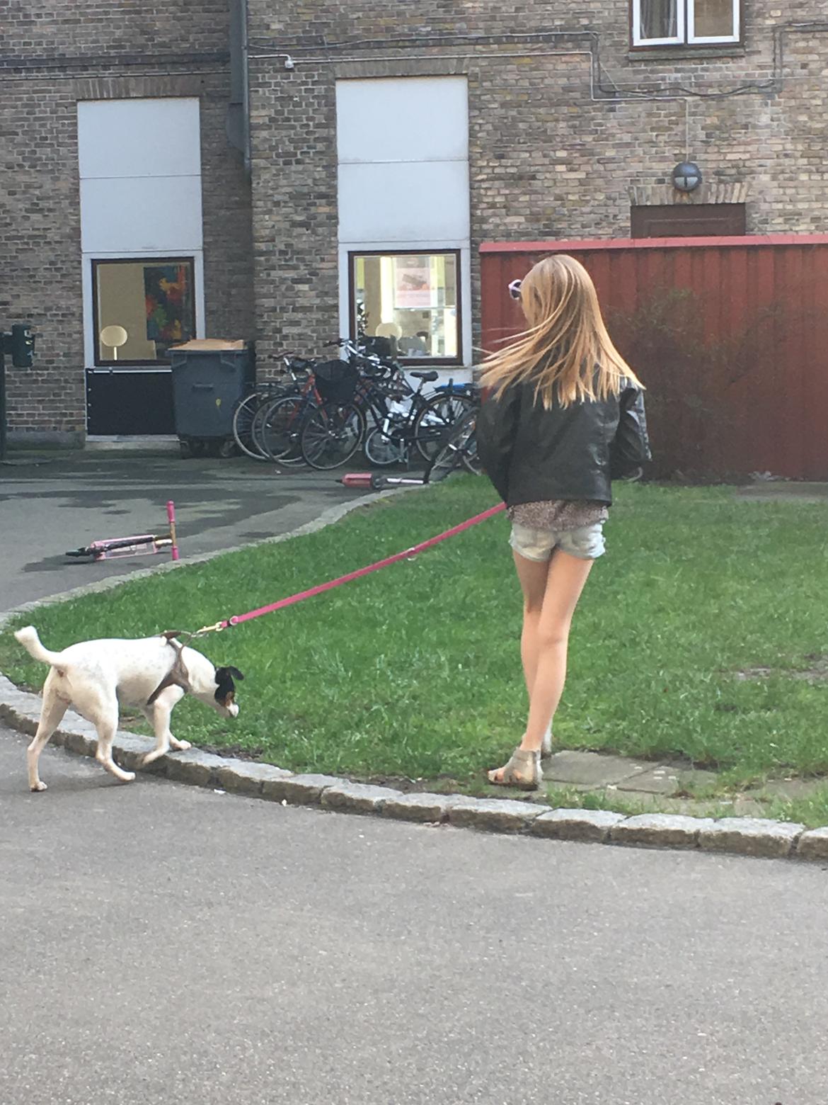 Dansk svensk gaardhund Tulle billede 6