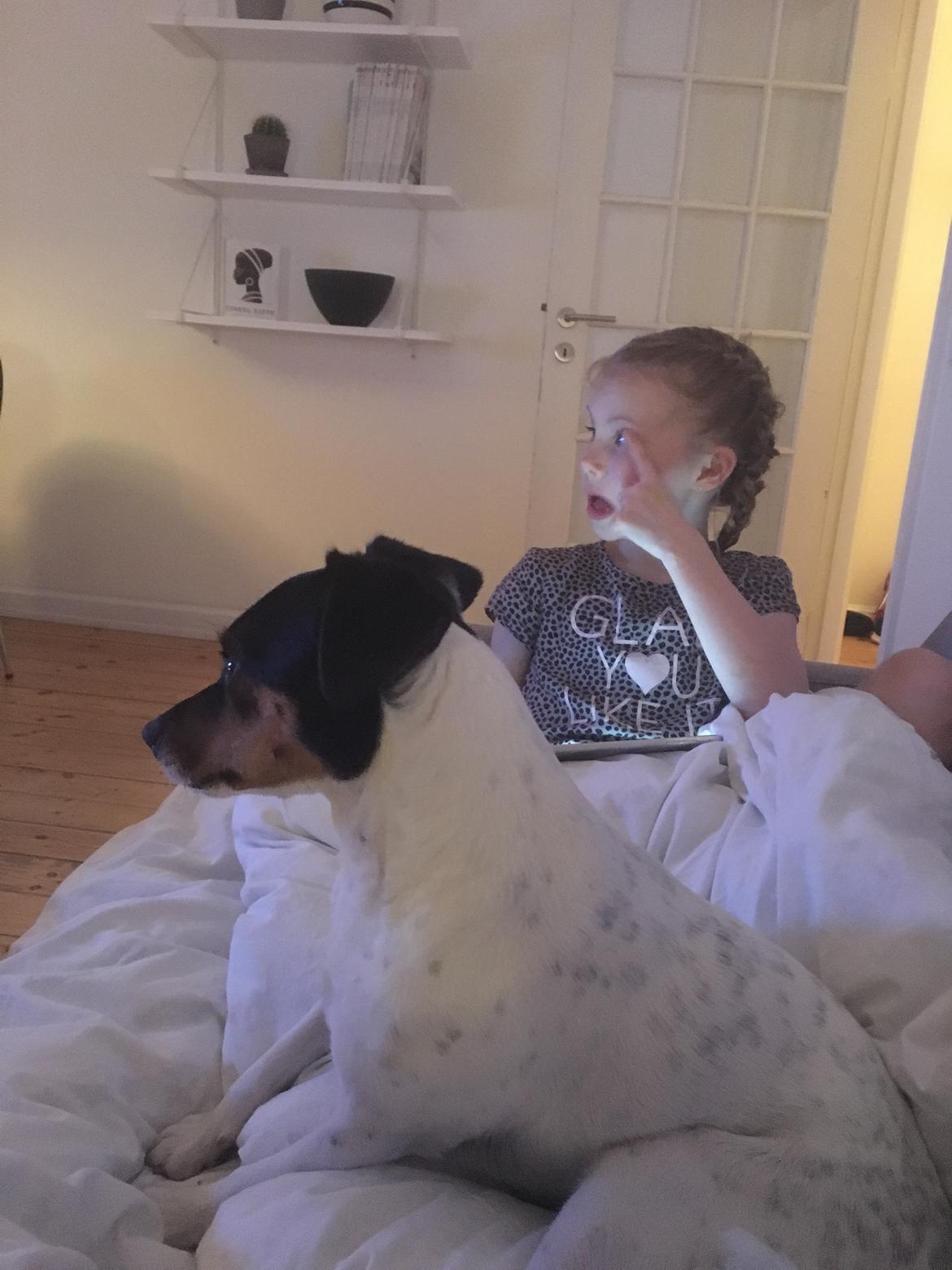 Dansk svensk gaardhund Tulle - Elsker børn billede 7