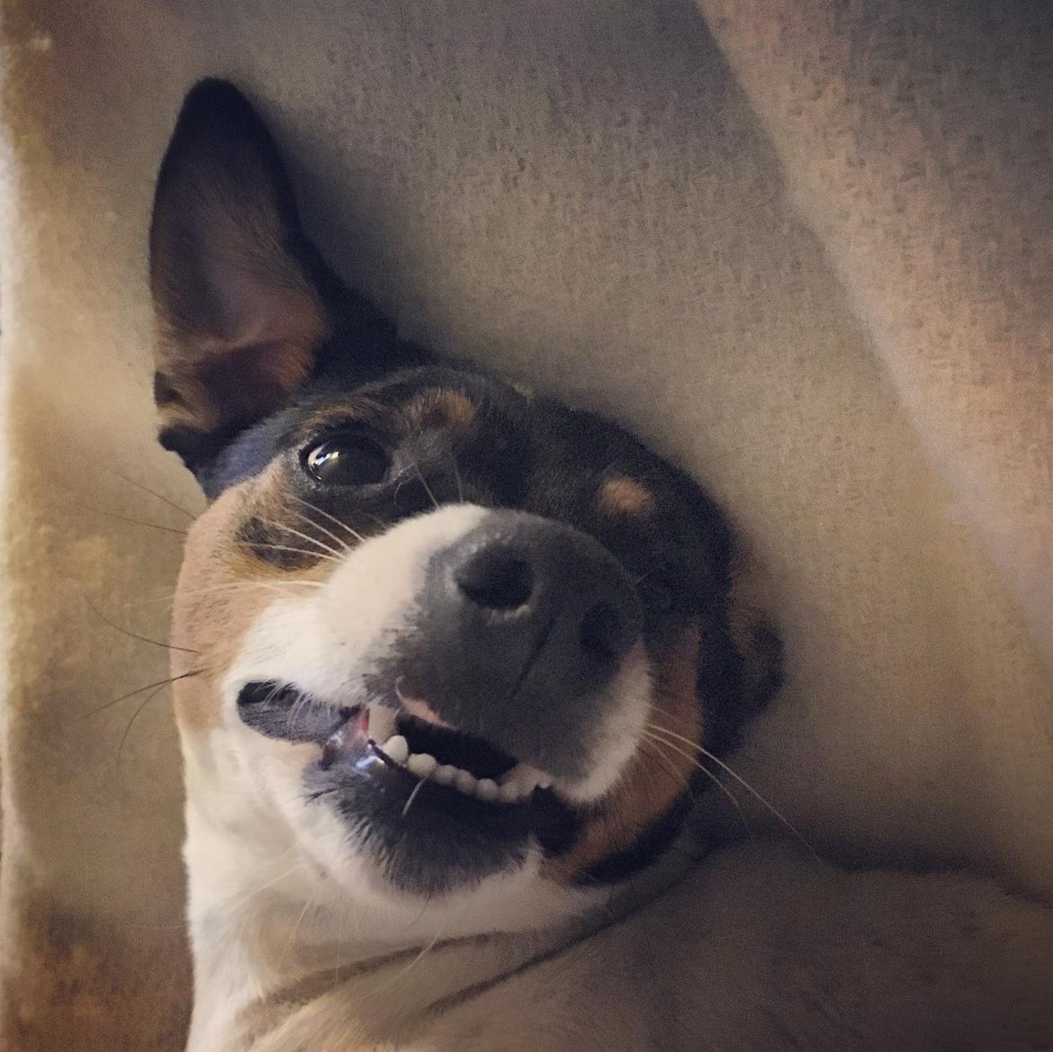 Dansk svensk gaardhund Tulle billede 9