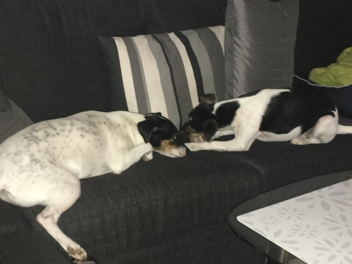 Dansk svensk gaardhund Tulle - Min søster og jeg billede 10