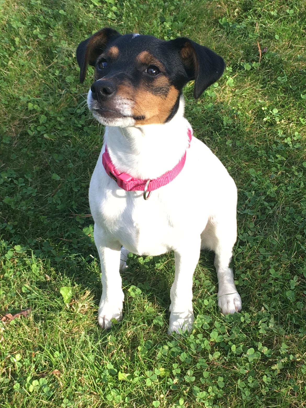 Dansk svensk gaardhund Tulle billede 2