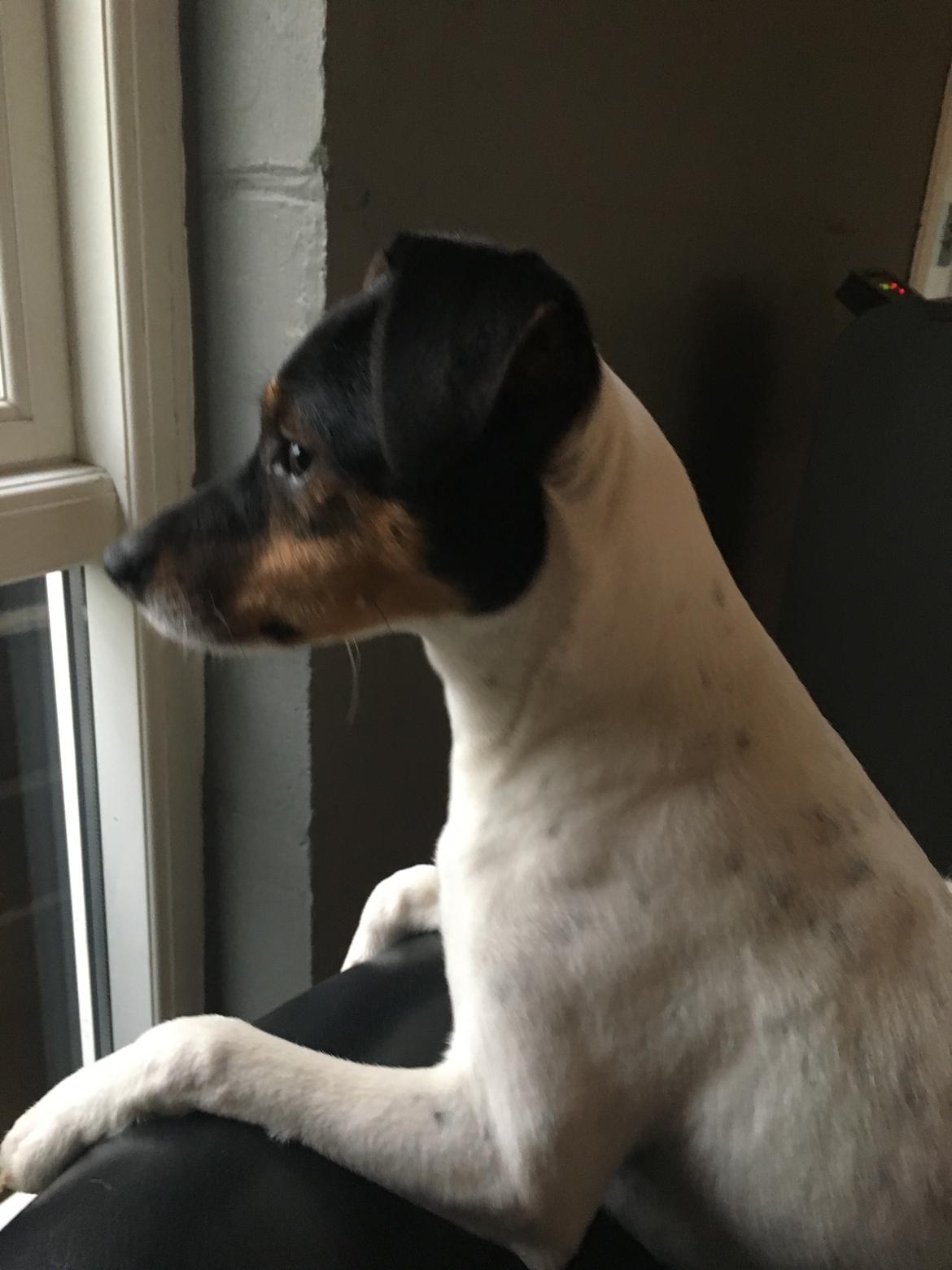 Dansk svensk gaardhund Tulle - Kigger efter far billede 11