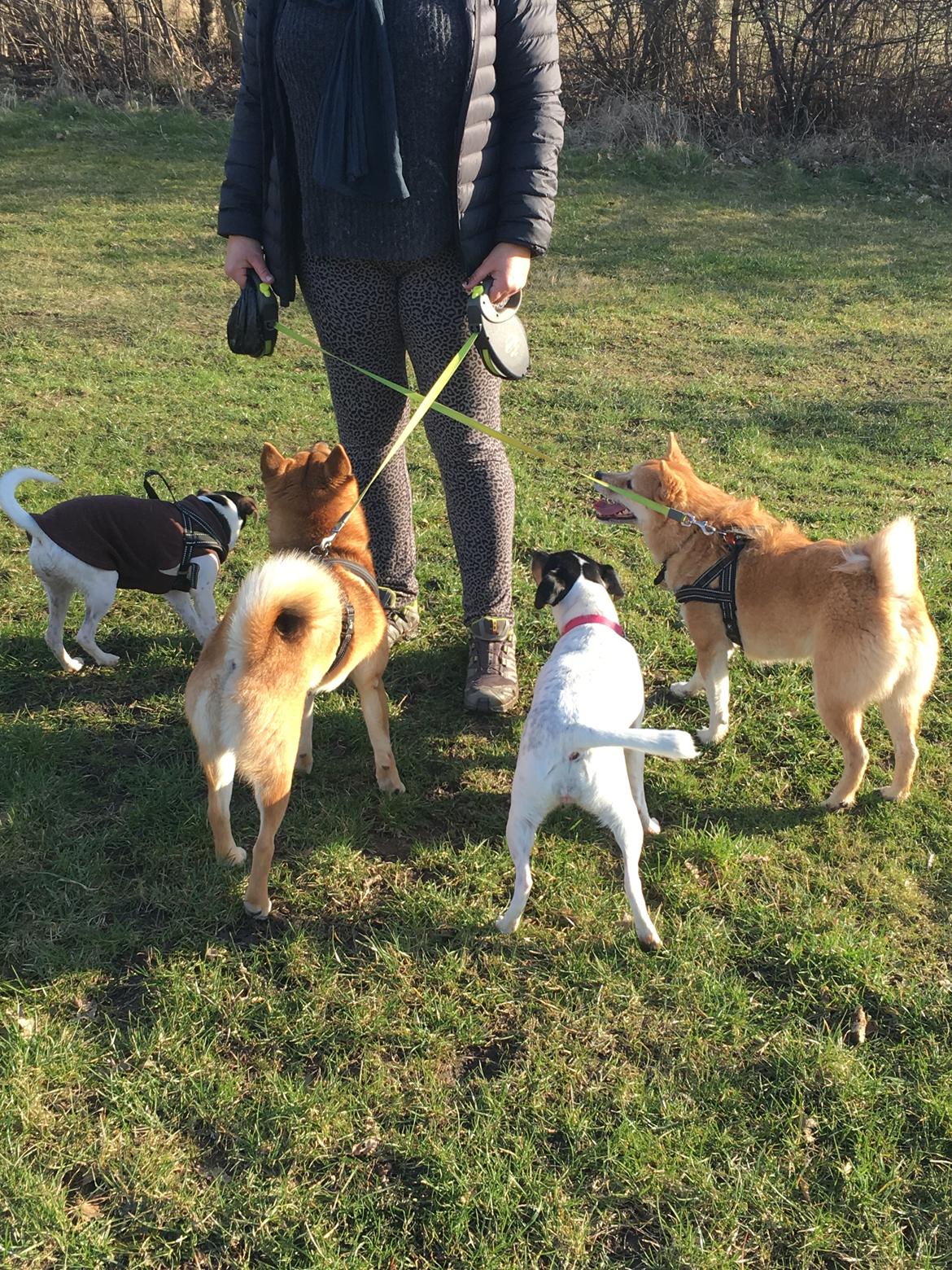 Dansk svensk gaardhund Tulle - Elsker alle mine legekammerater  billede 4