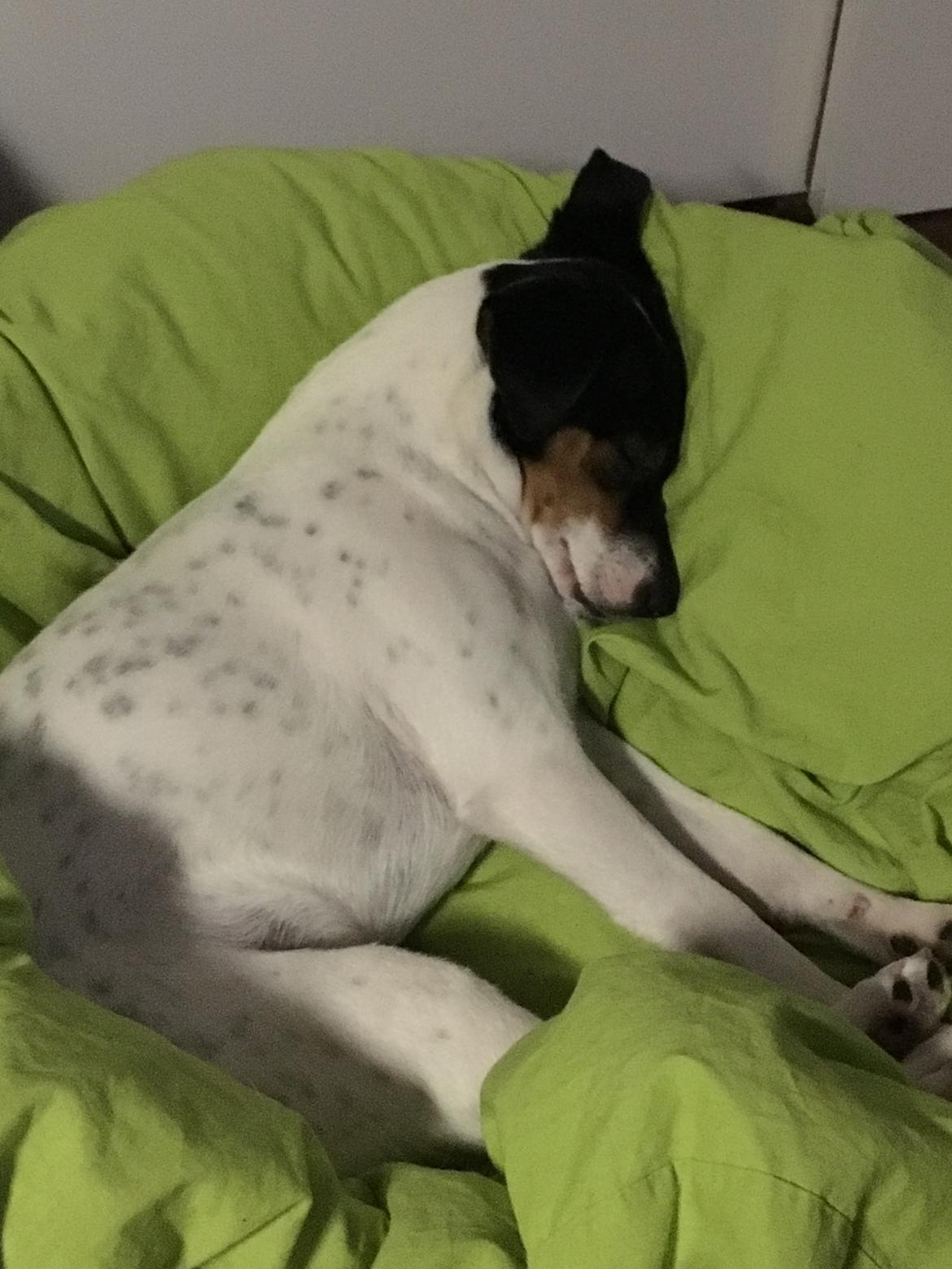 Dansk svensk gaardhund Tulle - Utroligt - men sandt - Hun sover! billede 13