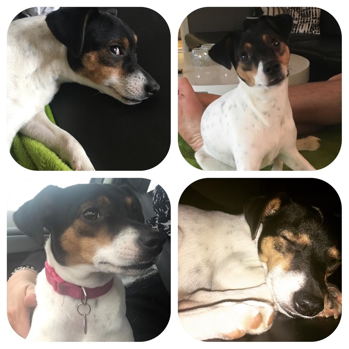 Dansk svensk gaardhund Tulle billede 14