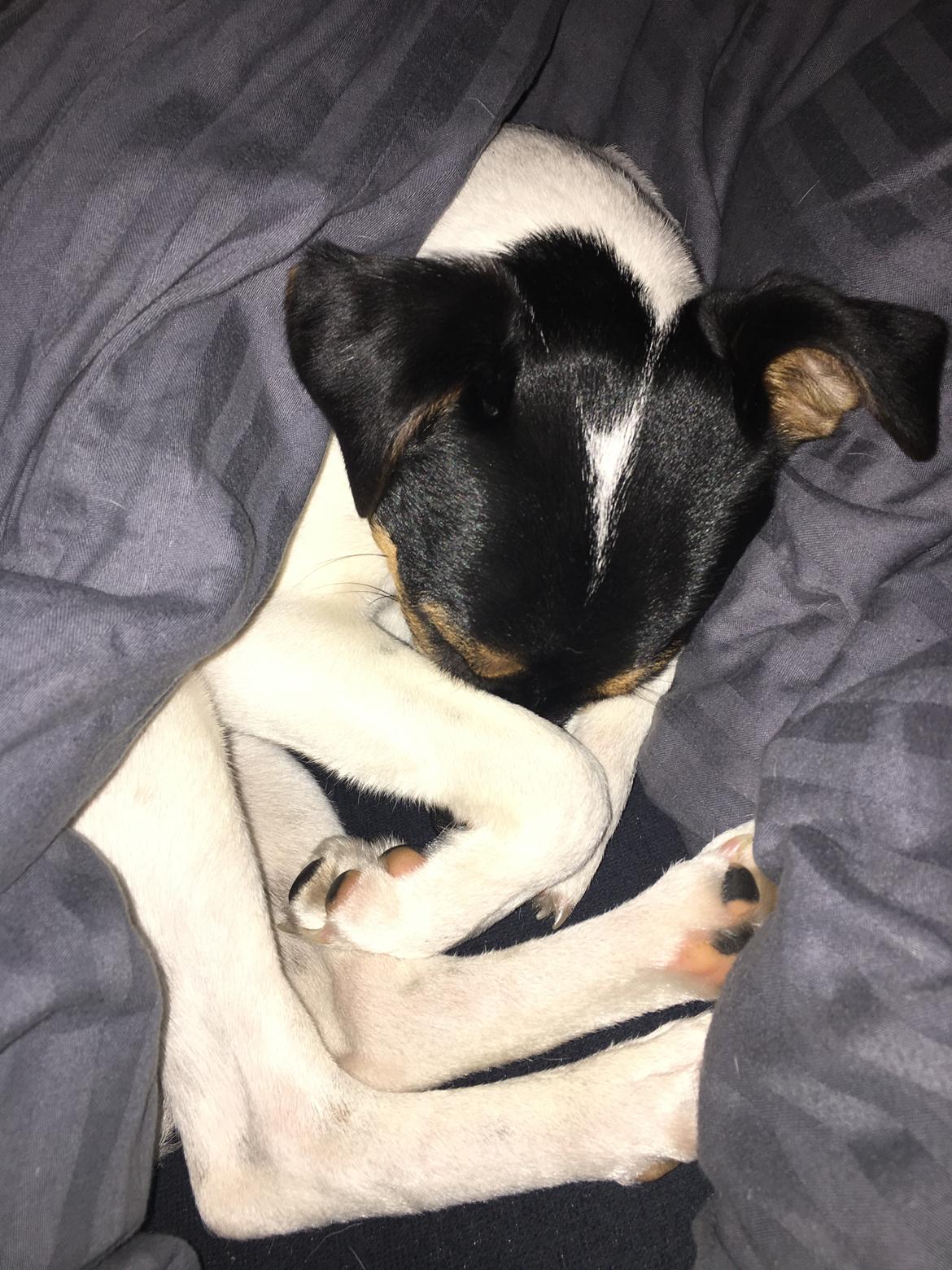 Dansk svensk gaardhund Tulle billede 15