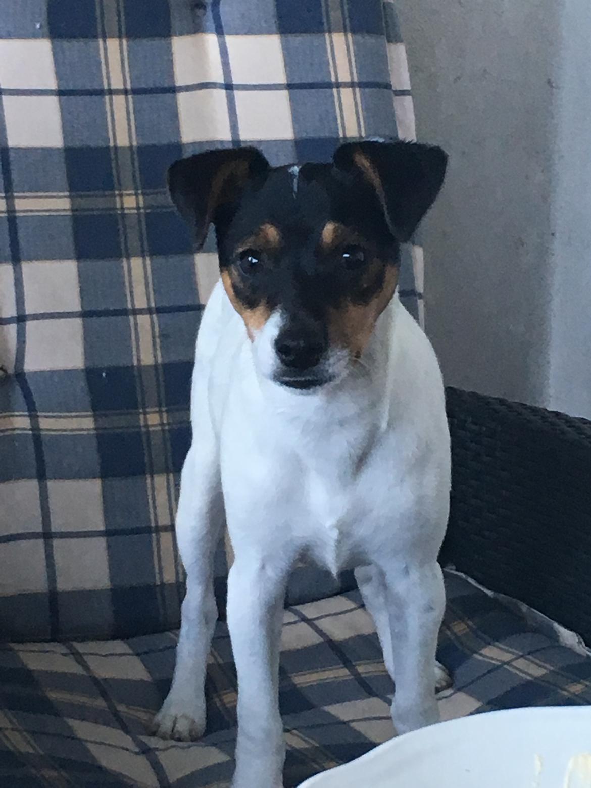 Dansk svensk gaardhund Tulle billede 16