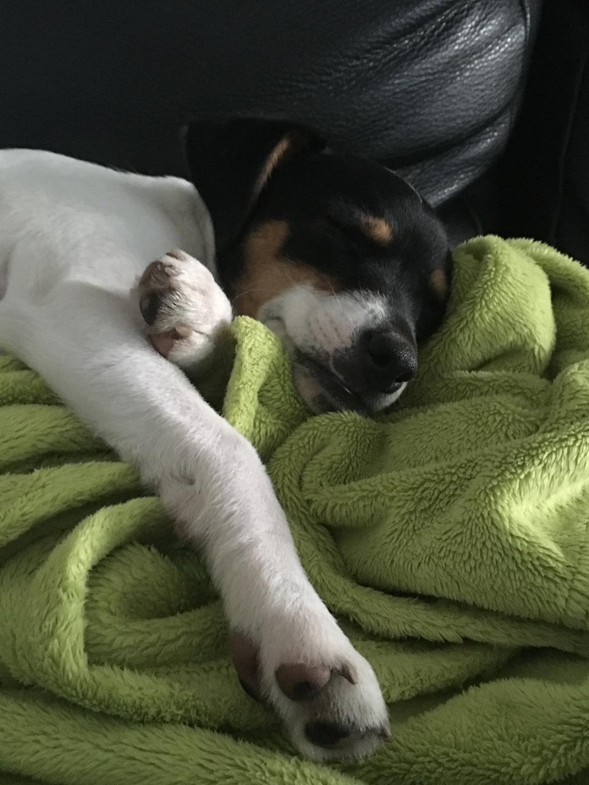 Dansk svensk gaardhund Tulle billede 17