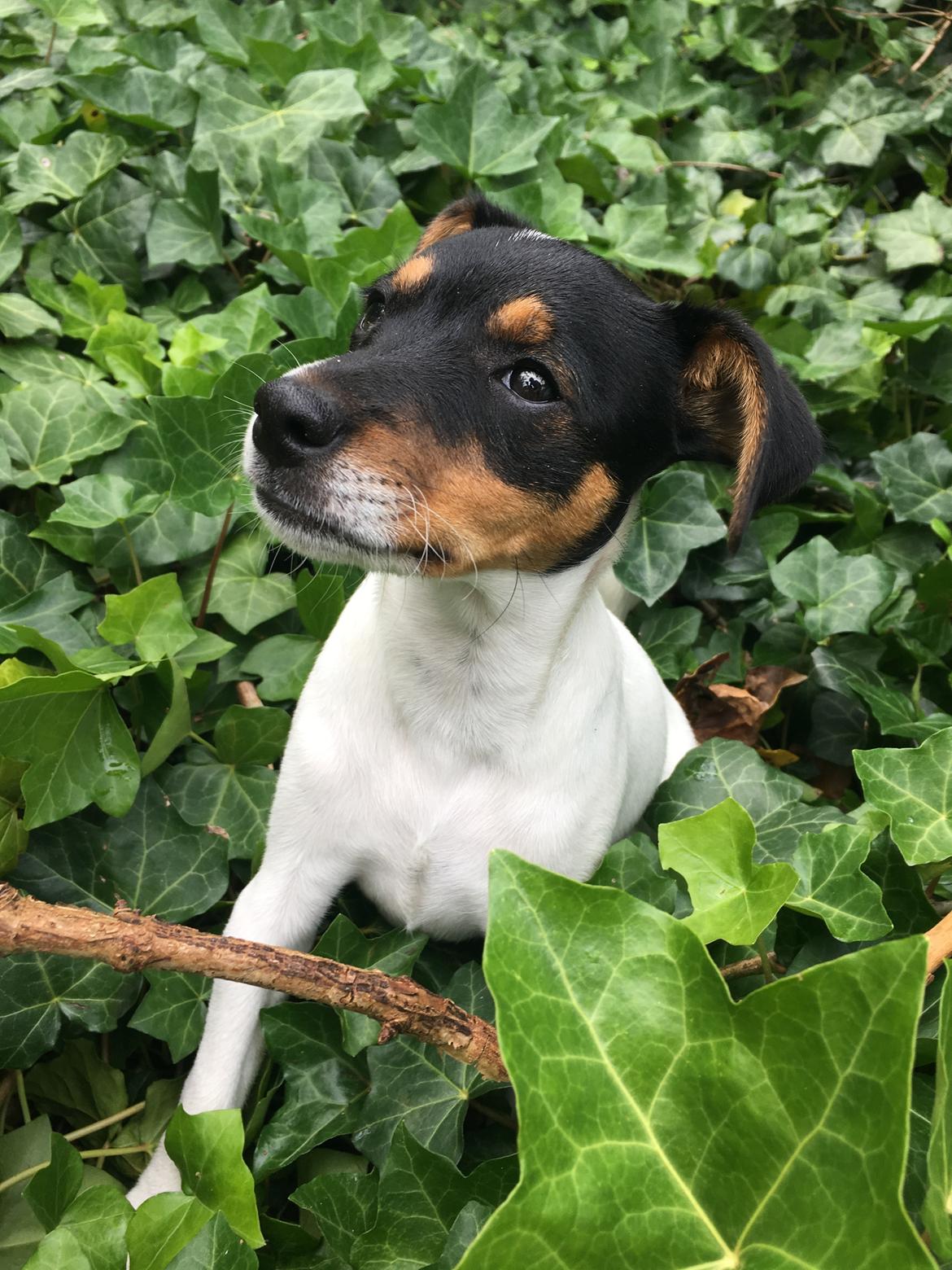 Dansk svensk gaardhund Tulle billede 18