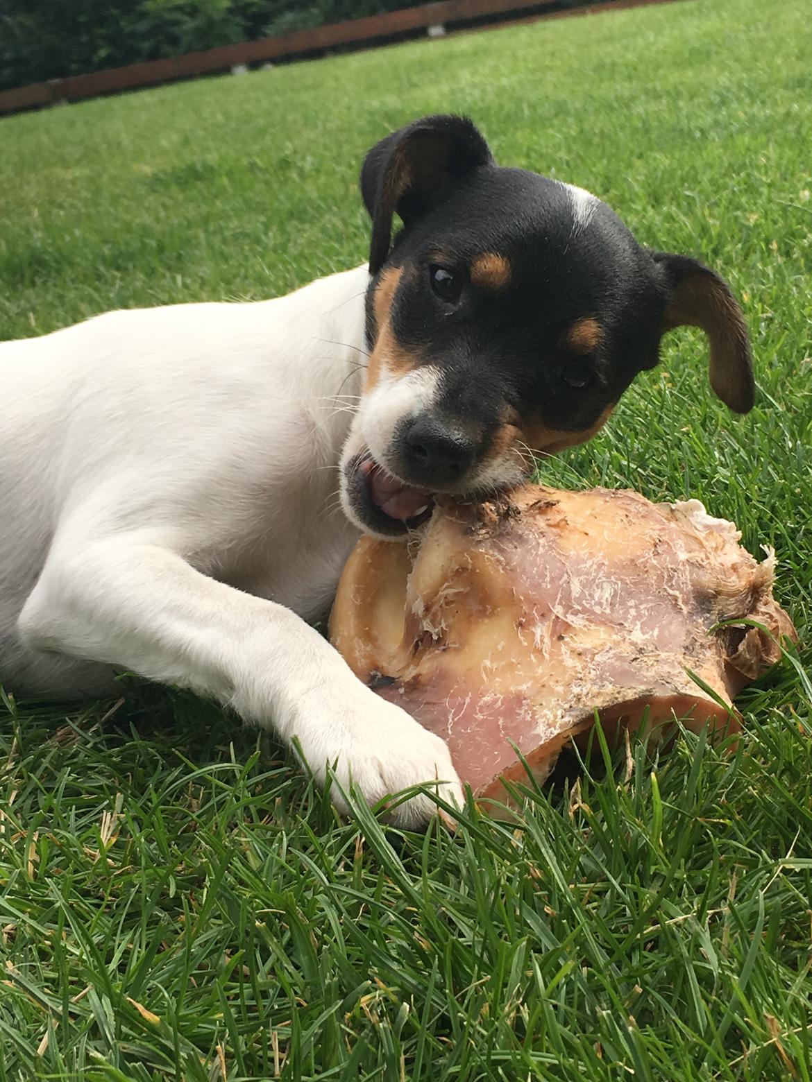 Dansk svensk gaardhund Tulle billede 19