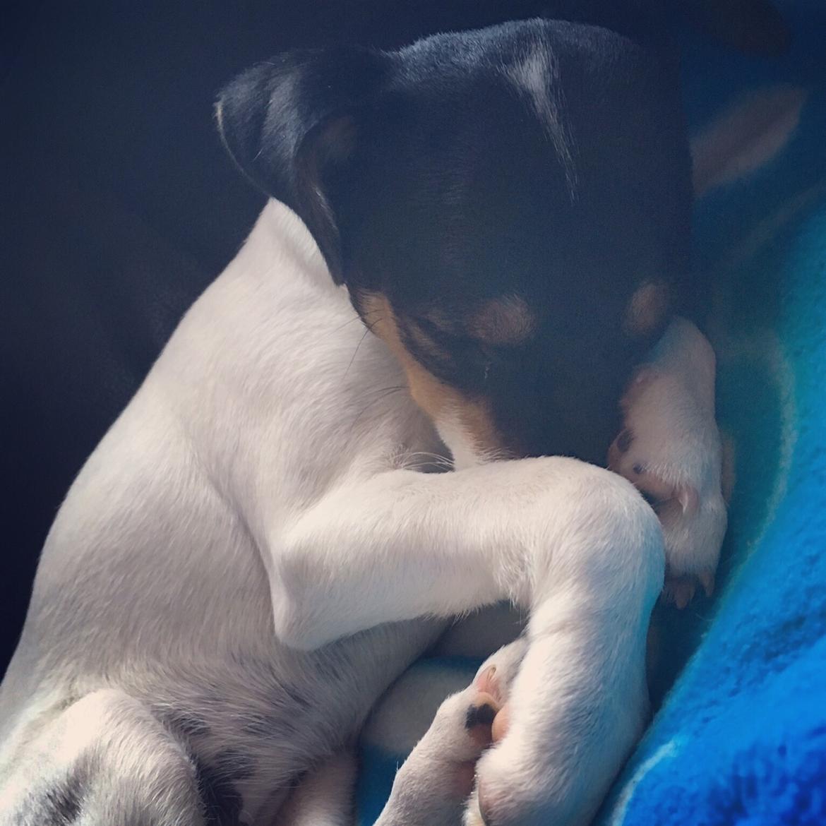 Dansk svensk gaardhund Tulle billede 20