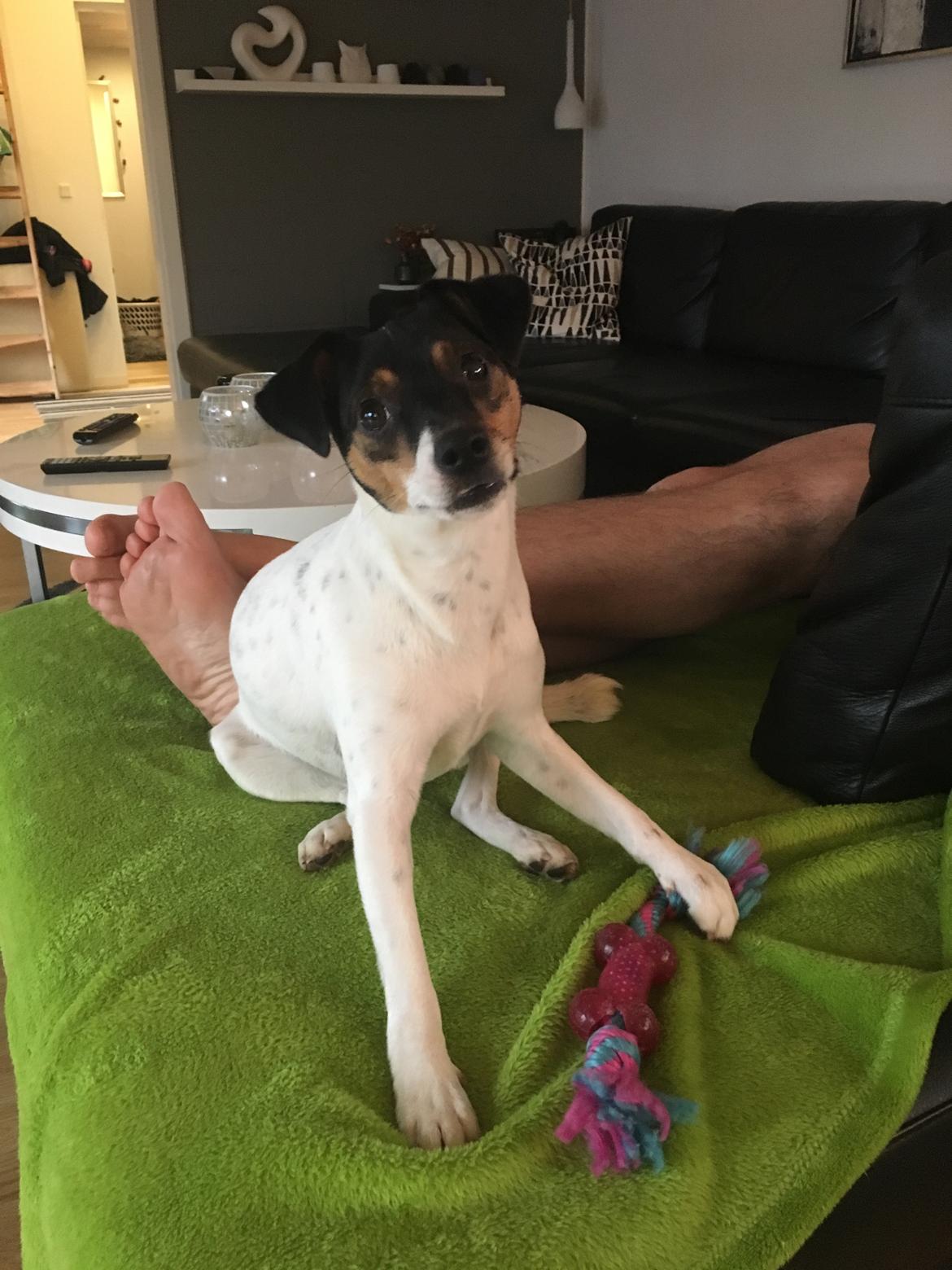 Dansk svensk gaardhund Tulle billede 12