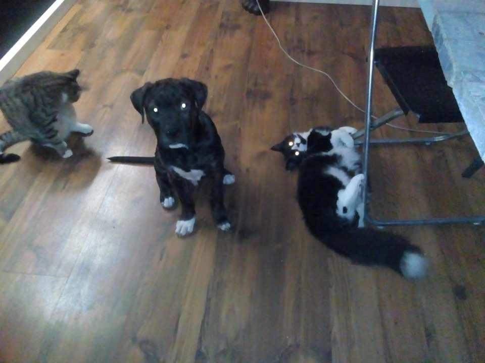 Blanding af racer Odin billede 6