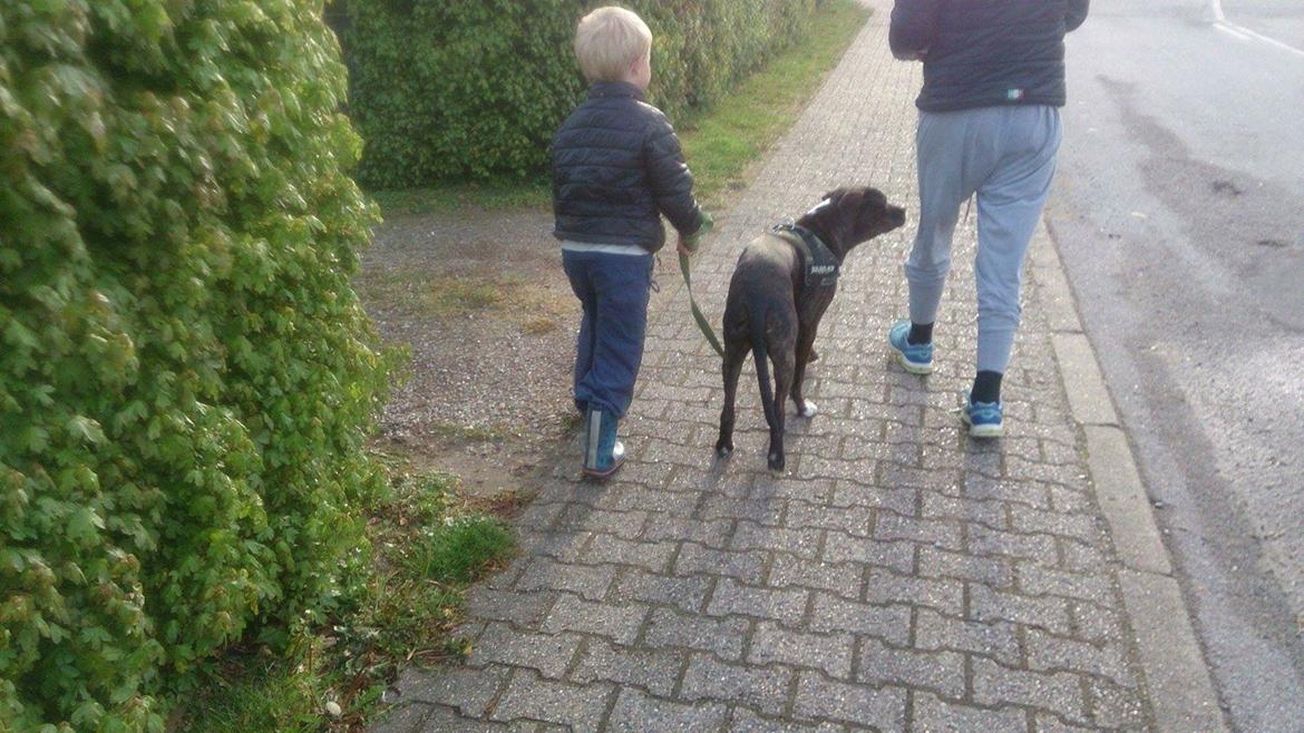 Blanding af racer Odin billede 4