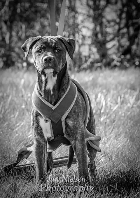 Blanding af racer Odin billede 1